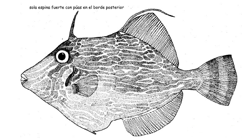 Stephanolepis diaspros_01.jpg